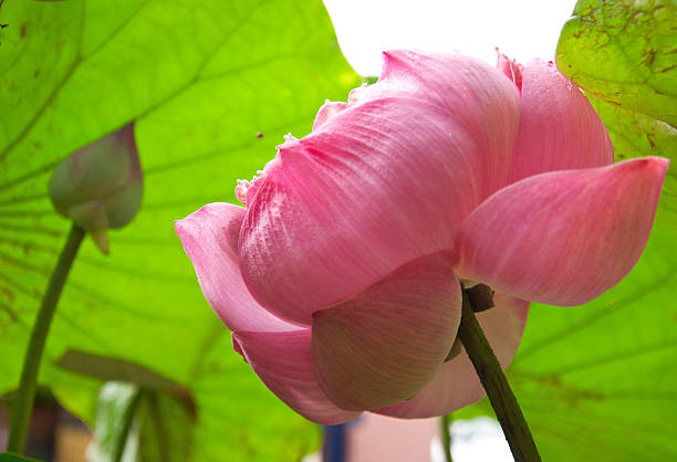 lily flores florescendo na lagoa, close up - lotus pink petal closed - fotografias e filmes do acervo