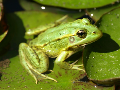 Common green frog. Green Frog