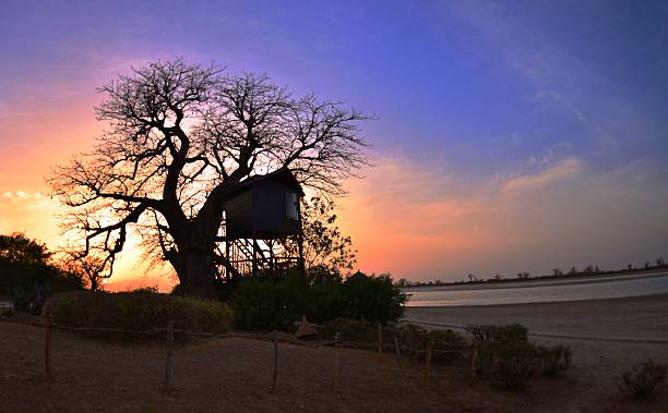 Cтоковое фото Baobab Treehouse