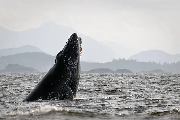 Photo of Humpback whale (Megaptera novaeangliae)