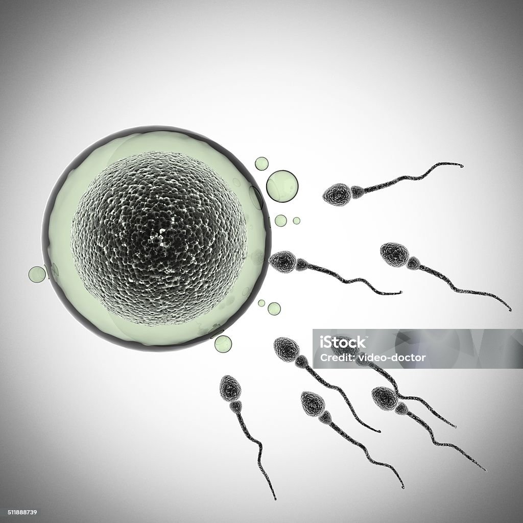 sperm and egg cell. microscopic sperm and egg cell. microscopic image Biological Cell Stock Photo