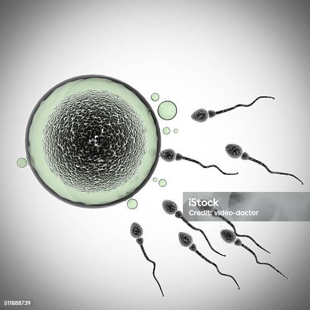 Sperm And Egg Cell Microscopic Stock Photo - Download Image Now - Biological Cell, Biology, Birth Control Pill