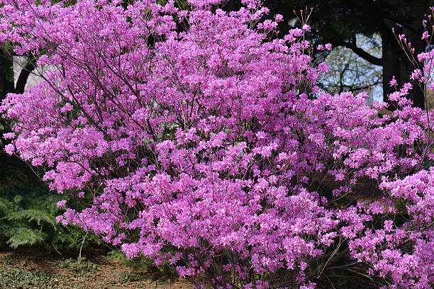 istock Rhododendron dilatatum or Mitsuba Tsutsuji 511888999