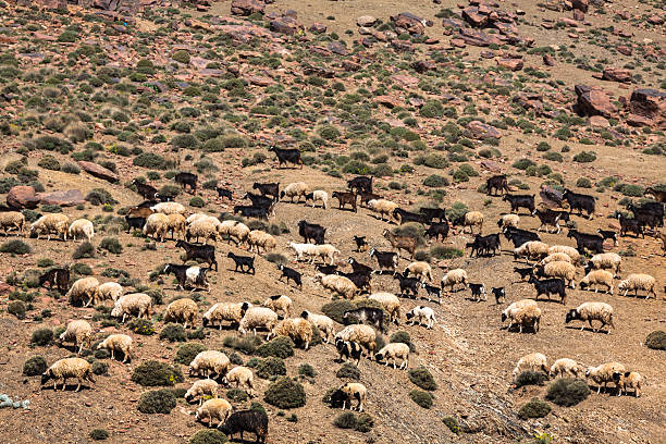 istock Atlas mountains highway, Morocco 511916626