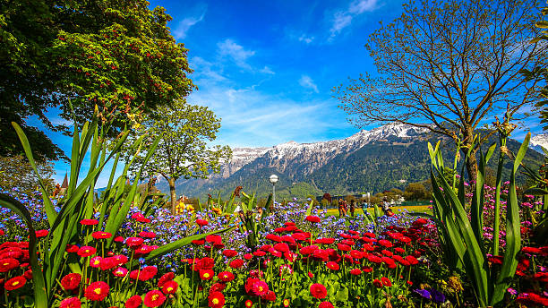 Colorful flower field with Mountain Alps.