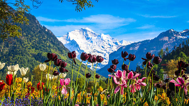 Colorful Tulip flowers with Mountain Alps stock photo