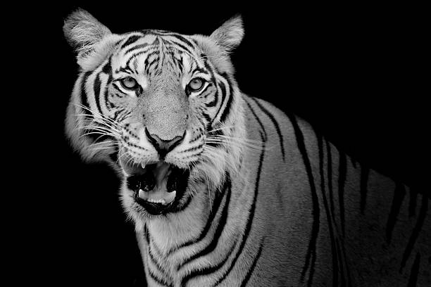 istock Black and White Tiger looking his prey 511918252