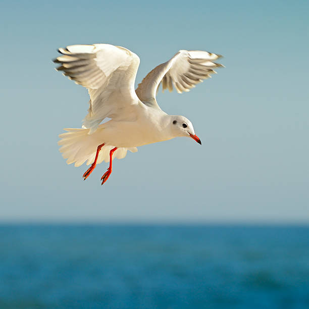 gaviota de vuelo - sunny day sunlight seagull fotografías e imágenes de stock