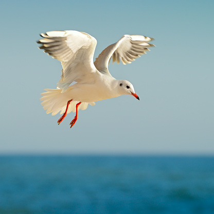 flying seagull with blue sky background