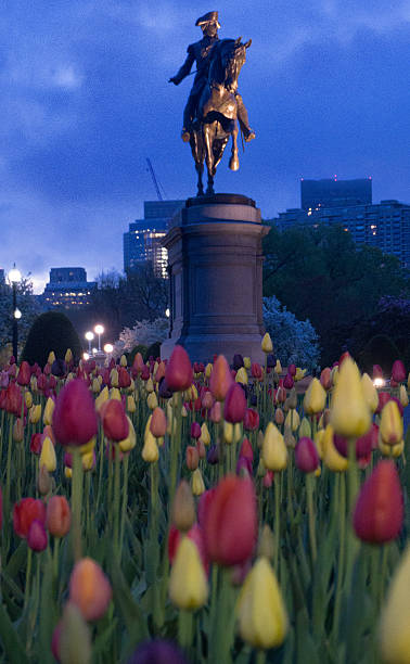 istock George Washington surveying the tulps on a Spring dawn 511922548
