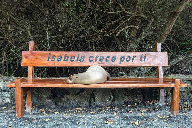 Sleeping Sea Lion on a bench in Puerto Baquerizo Moreno. Isla San Cristobal in the Galapagos Islands 2015