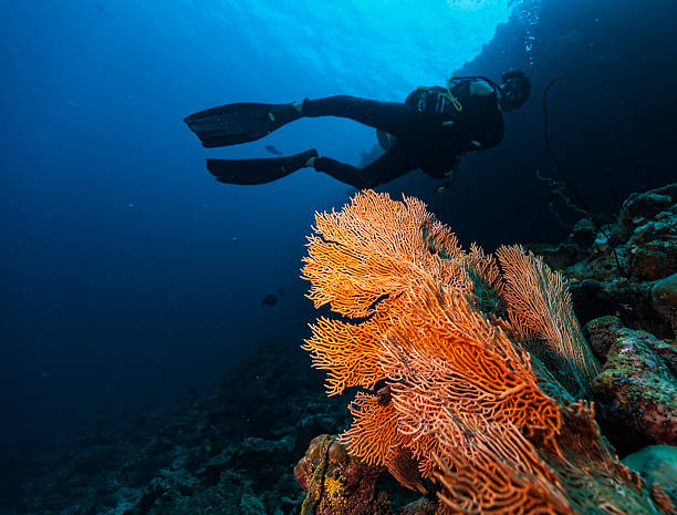 istock Male scuba diver underwater 511924180
