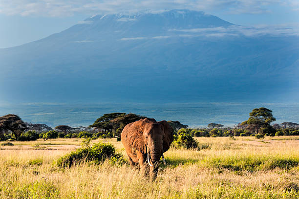 istock Elephant in front of Mount Kilimanjaro 511925858