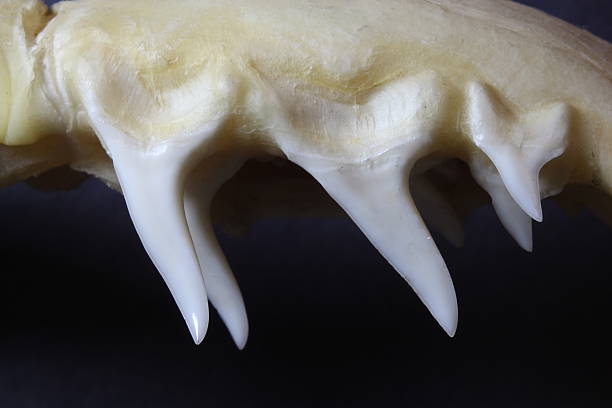 Close up of the teeth of a Mako shark (Isurus oxyrinchus) in jaw