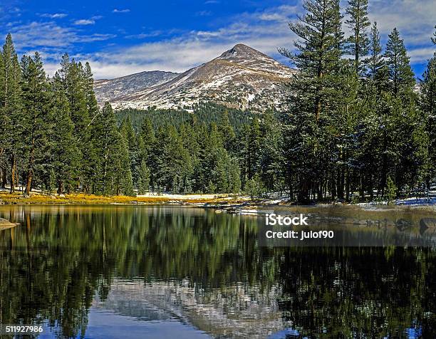 Yosemite National Park Stock Photo - Download Image Now - California, Flower, Forest