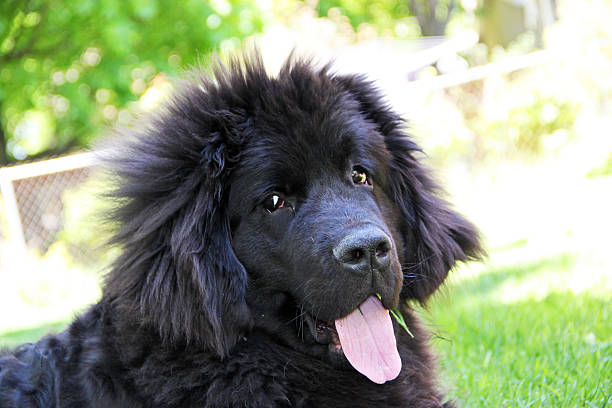 istock Canada: Newfoundland Dog Puppy 511928252