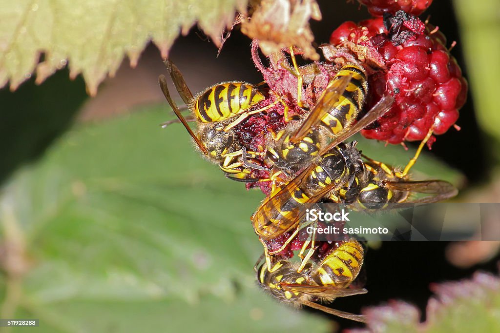 Yellow jacket wasps eating raspberry fruit during summer A group of yellow jacket wasps eating raspberry fruit during summer Raspberry Stock Photo