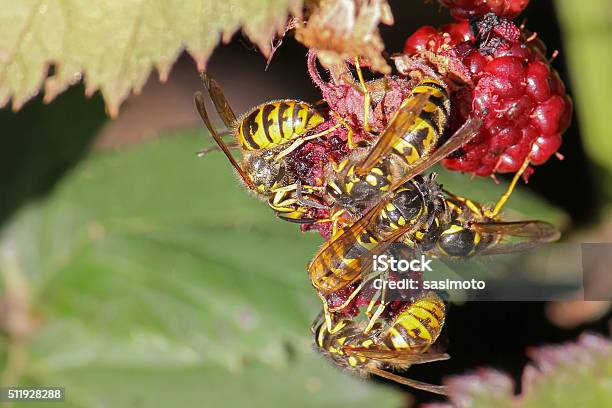 Yellow Jacket Wasps Eating Raspberry Fruit During Summer Stock Photo - Download Image Now