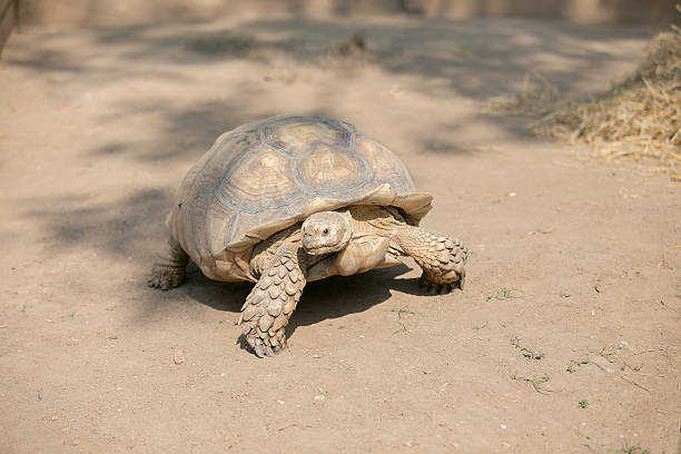 istock Seychelles giant tortoise (Aldabrachelys gigantea) 511928598