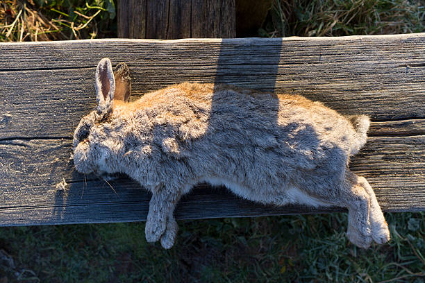 istock Dead Rabbit with Hoar Frost on Wooden Bench 511930164