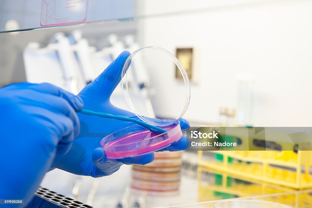 Scientist And Bio Lab Experiment Stock Photo - Download Image Now ...