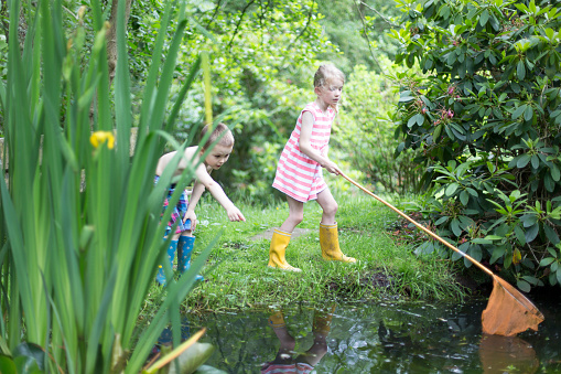 Little boy and girl catching pond life with a fishing net in their garden