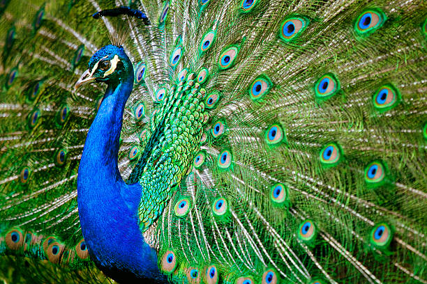istock beautiful peacock shows its awesome feathers 511930920