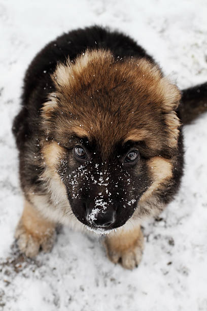 istock German Shepherd Puppy in the Snow 511932288