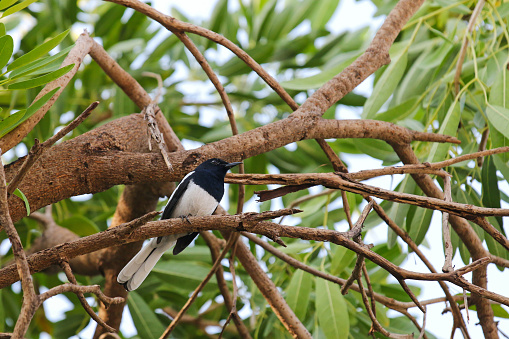 Male Oriental Magpie Robin bird (Copsychus saularis) in black and white perching on a branch of Caribbean trumpet tree