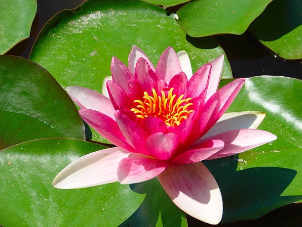 istock blooming lotus flower over green background 511932358
