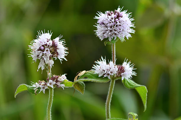 menta de agua (mentha aquatica - mentha aquatica fotografías e imágenes de stock