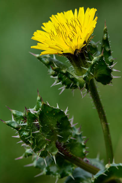 Bristly oxtongue (Picris echioides) Prickly plant in the daisy family (Asteraceae), with yellow flower and prickly leaves picris echioides stock pictures, royalty-free photos & images