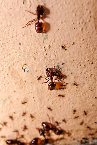 istock Beware crowd big ant,  they lived in the home 511934654