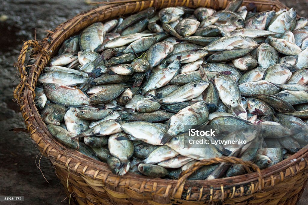Basket Of Fish After Fishing Stock Photo - Download Image Now