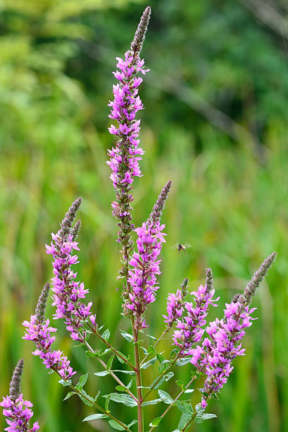 Purple loosestrife (Lythrum salicaria) Flower spikes of this striking plant in the family Lythraceae, growing in a pond. A bee can be seen in flight. lythrum salicaria purple loosestrife stock pictures, royalty-free photos & images