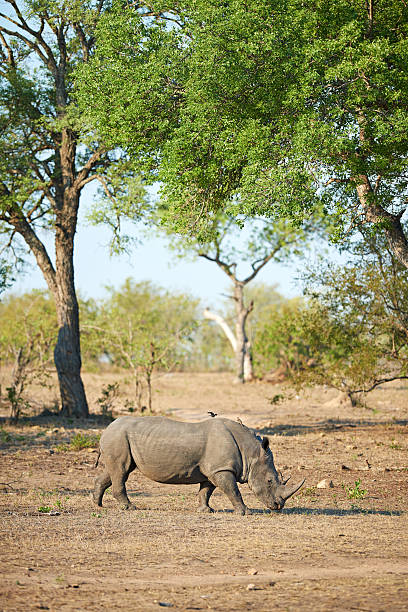 istock Grazing in the wild 511935256