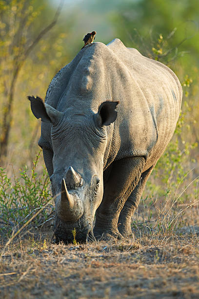 istock Grazing on the savannah 511935458