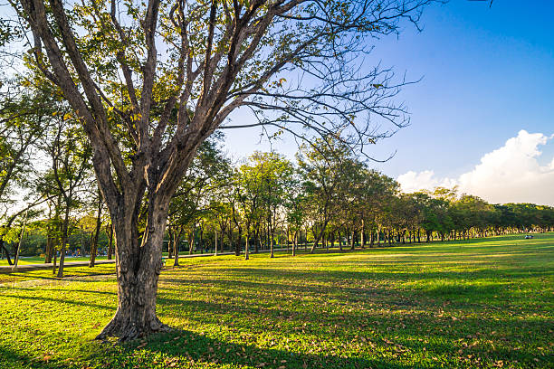 istock City park under blue sky sun light 511935640
