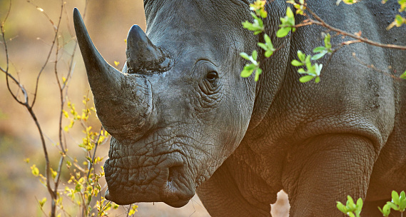 Portrait of a black rhinoceros grassing in the bush of Old Pajeta game reserve in Kenya