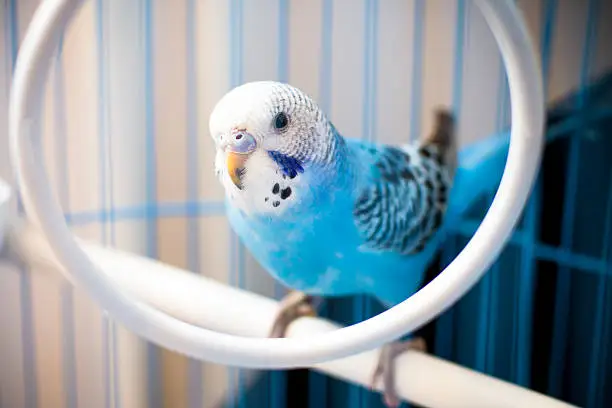 Portrait of a blue, male baby budgie, In a cage. Shallow depth of field