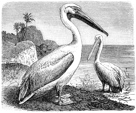 Antique illustration of pelicans (pelecanus onocrotalus)