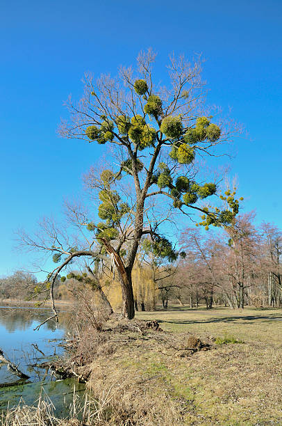 The tree trunk willow, parasite mistletoe plant.