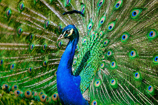 istock beautiful peacock shows its awesome feathers 511939038