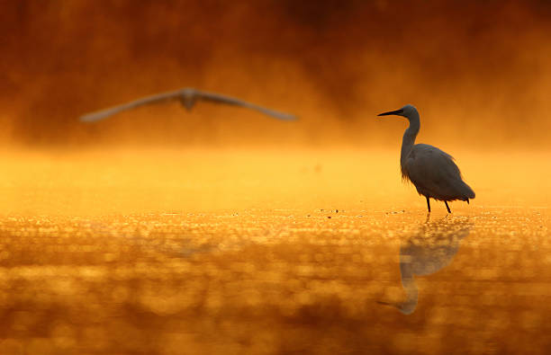 istock Egrets in golden pond 511939280