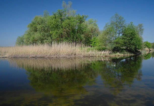 istock River landscape and wood 511939398
