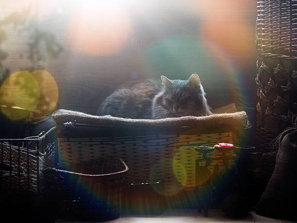 The cat in the attic in the sun. A lot of dust motes in the sun. A place to store things - attic storage. Cat resting, enjoying the sun and heat. Multicolored glare from the sun