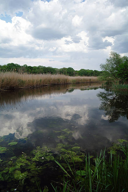 istock River landscape and wood 511940148