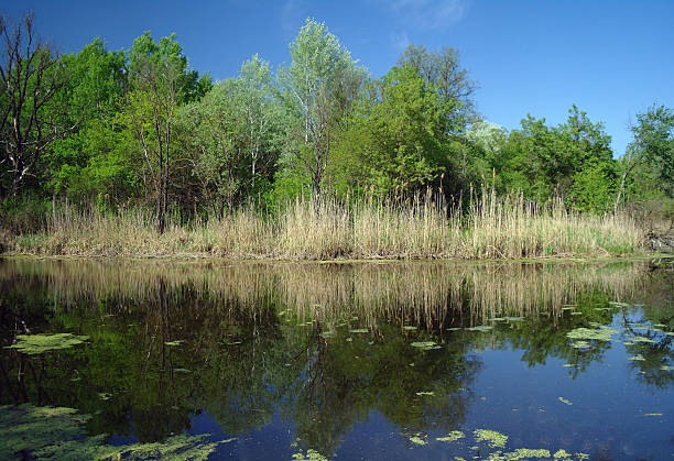 istock River landscape and wood 511940336