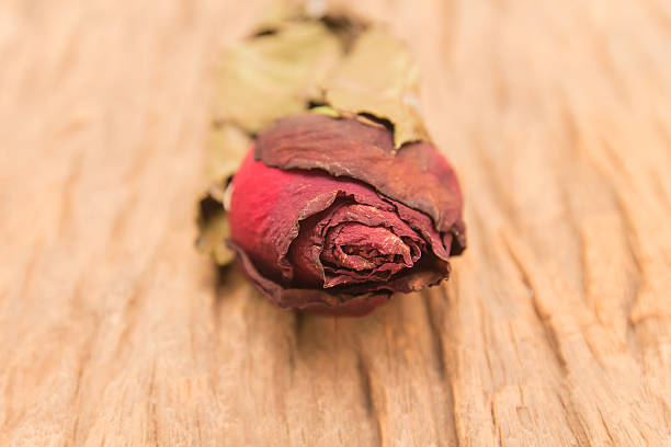 istock Dried rose flower on wood background. 511940980