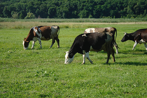 istock Cows on green grass in the summertime 511941858